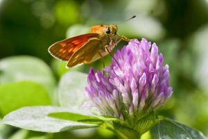 zdjęcie w formie obrazu - motyl na kwiecie